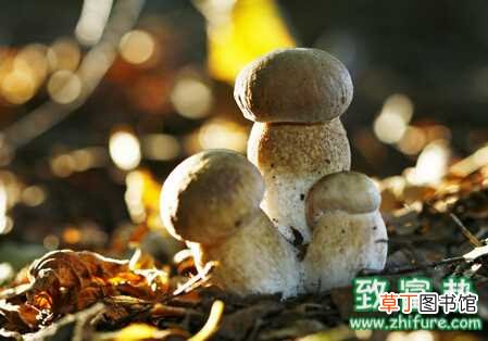 【栽培】草菇夏季栽培的注意事项