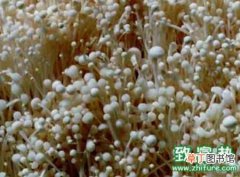 【栽培】金针菇如何栽培能高产