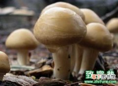 【蘑菇】蘑菇如何追肥的措施