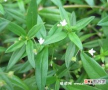 【花】白花蛇舌草的种植方法