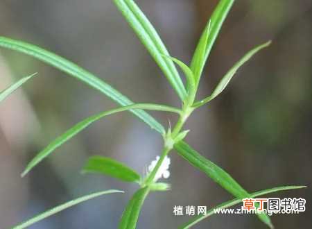 【花】白花蛇舌草的种植方法