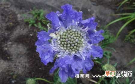 【花】蓝盆花的种植方法