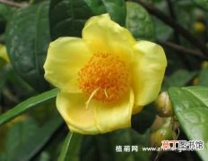 【花】金花茶怎么种植，金花茶种植方法技术