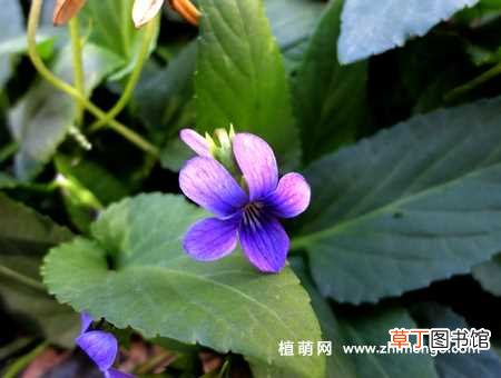 【花】紫花地丁种子种植方法