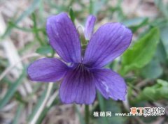 【花】紫花地丁种子种植方法