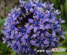 【养殖】地中海蓝钟花怎么养，5种养殖方法