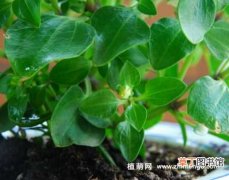【养殖方法】紫芳草6种日常养殖方法