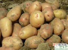 【原因】土豆低产原因及应对措施