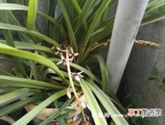 【分株】纹瓣兰怎么繁殖，分株和播种方法