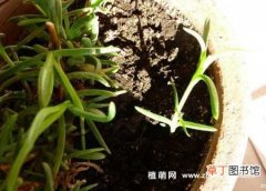 【扦插】松叶菊怎么繁殖，扦插和播种方法