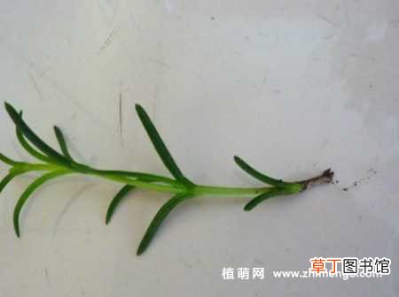【扦插】松叶菊怎么繁殖，扦插和播种方法