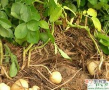 【土豆】土豆增产的八大措施