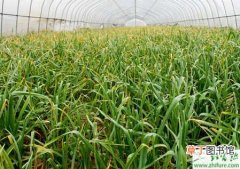 【高产】蒜苗温室怎么栽培能高产