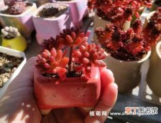 【生长】红色浆果怎么养，生长适温5-30℃