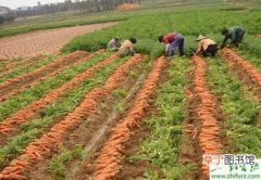 【种植】胡萝卜规范化种植管理技术