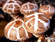【香菇】香菇种植的条件