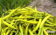 【功效】黄花根的功效与作用 黄花菜根的用法用量
