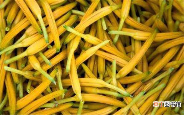【功效】黄花根的功效与作用 黄花菜根的用法用量