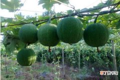 【高产】瓜蒌怎么栽培能高产