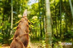 【方法】竹笋种植条件和方法