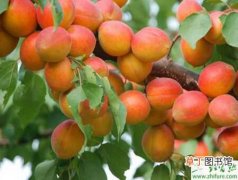 【杏】大棚杏树生长期管理和授粉的注意