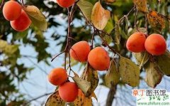 【方法】柿子树提高坐果率的两种方法