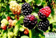 【高产】黑莓怎么能实现高产