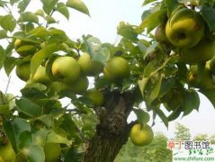 【栽培】种梨树早期丰产栽培技术
