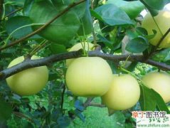 【生长】种梨树之如何让梨树均衡生长没小年