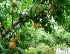 【桃树】种桃树的树体管理技术