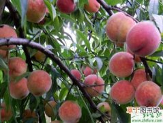 【桃树】种桃树的芽接技术