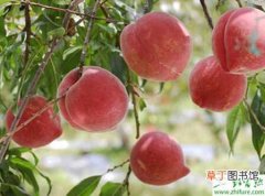 【高产】种桃树优质高产不能偏施氮