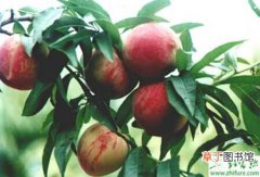 【施肥】种桃树巧施肥果优又丰产