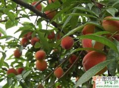 【桃树】防治温室桃树病虫的经验