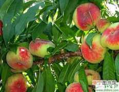【防治】种桃树黄化病的防治