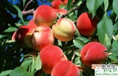 【桃树】种桃树之桃园秋季管来年能增产