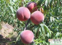 【桃树】种大棚桃树栽培增产提质措施