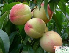 【夏季】种桃树夏季管理技术的重点