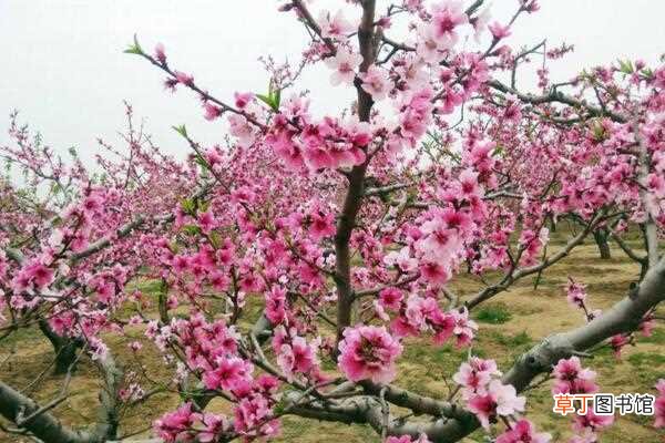 【桃花】桃花的养殖要点 桃花养殖注意事项