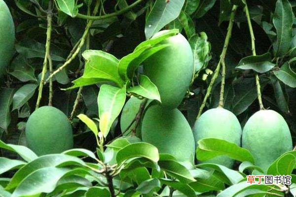 【生长】种芒果对生长生态条件的要求