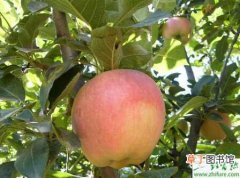 【苹果】种苹果之苹果园春季管理技术要点