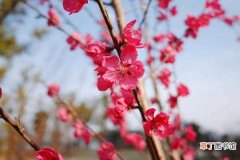 【桃花】桃花虫害的主要危害以及防治