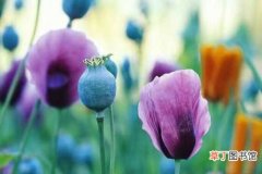 【花】罂粟花种植方法