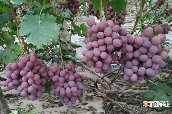 【肥料】种葡萄用什么肥料？6个葡萄树施肥方法及注意事项