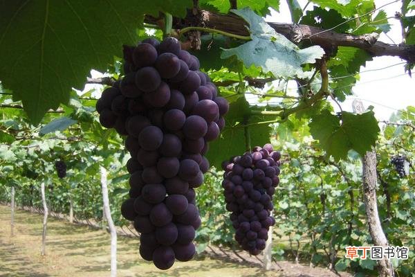 【肥料】种葡萄用什么肥料？6个葡萄树施肥方法及注意事项