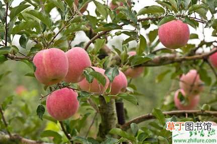 【防治】种苹果小叶病的防治