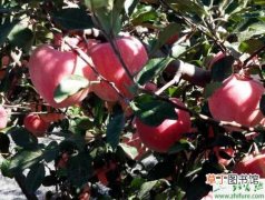 【肥料】怎样提高苹果园肥料利用率