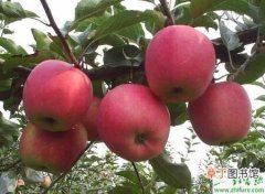 【防治】种苹果裂纹病的防治