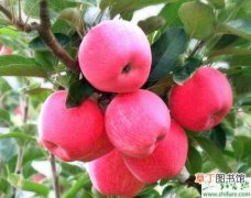 【施肥】种苹果之苹果园秋季施肥技术