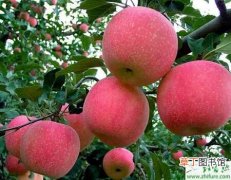 【苹果树】种苹果之苹果树秋季管理